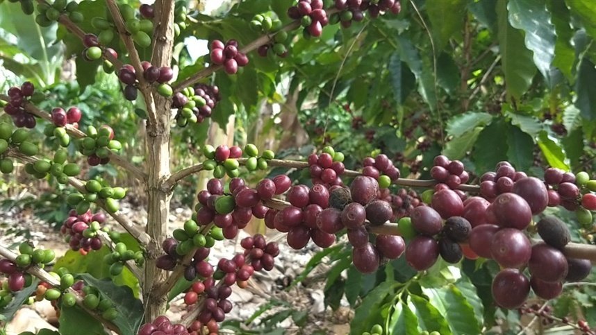 Falta de chuva após a florada ameaça o pegamento dos frutos do café