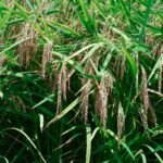 Preço do arroz expõe desequilíbrio, avalia analista