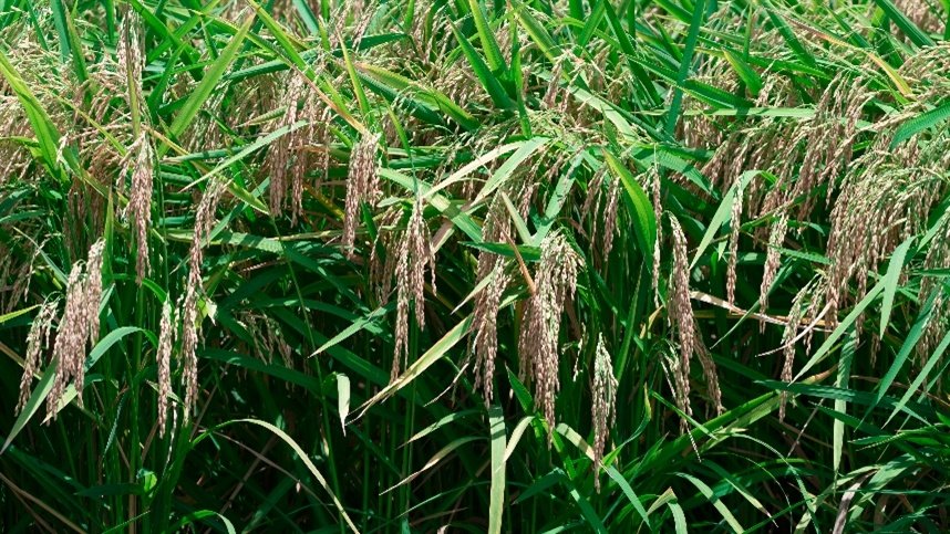 Preço do arroz expõe desequilíbrio, avalia analista