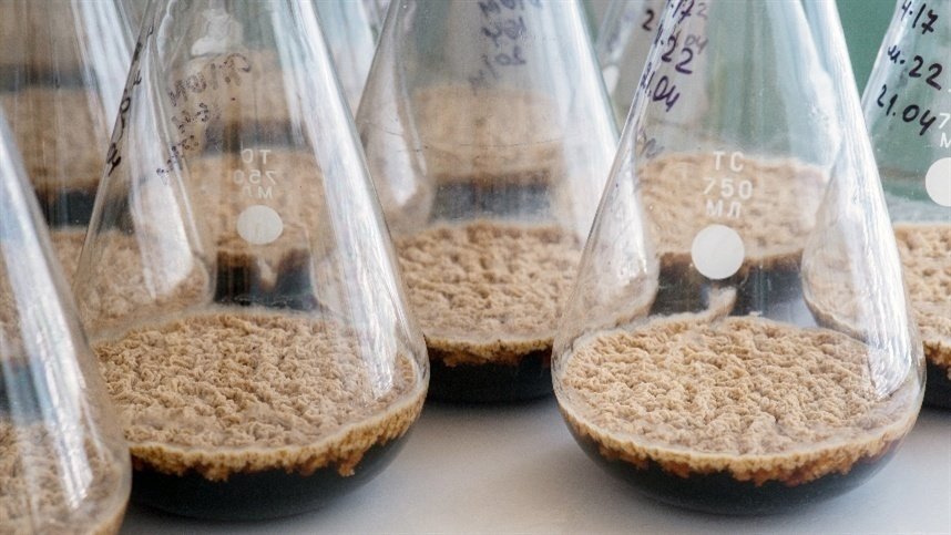 Bioinsumos movimentam R$ 6,2 bilhões no Brasil