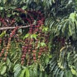 Concurso em Juína vai premiar os melhores cafés de Mato Grosso