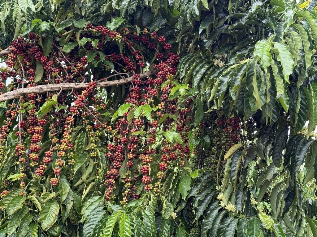 Concurso em Juína vai premiar os melhores cafés de Mato Grosso