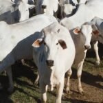 Abates de bovinos em Mato Grosso recuam 7,61% em um ano