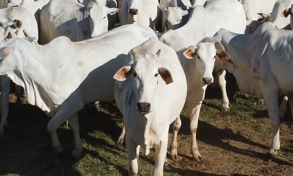 Abates de bovinos em Mato Grosso recuam 7,61% em um ano