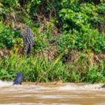 VÍDEO: ariranhas ‘expulsam’ onça-pintada durante encontro em rio no Pantanal de MT