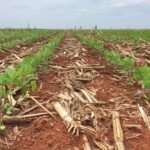 Primeiras semanas após o plantio pedem atenção redobrada na lavoura de soja – MAIS SOJA
