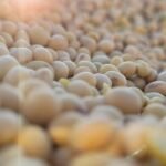 SOJA/CEPEA: Câmbio pressiona cotações internas; exportações recordes limitam quedas – MAIS SOJA