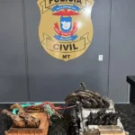 Bando fura cerco e bate carro após furtar módulos de caminhão, mas polícia prende suspeito em MT
