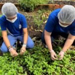 Escola do campo transforma plantas do Cerrado em pomadas naturais e aproxima alunos da ciência