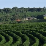 Manejo regenerativo destaca cafés premiados de Minas