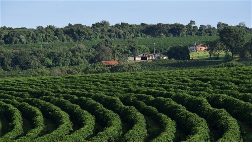 Manejo regenerativo destaca cafés premiados de Minas