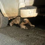 Bicho-preguiça em risco de atropelamento é salvo pelo Corpo de Bombeiros no interior