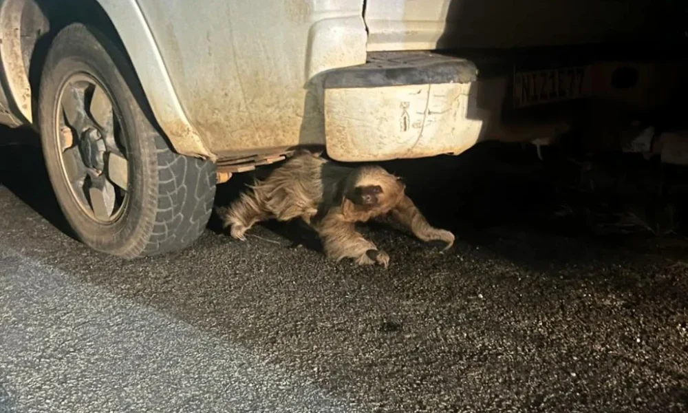 Bicho-preguiça em risco de atropelamento é salvo pelo Corpo de Bombeiros no interior