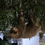 Arara-vermelha e bicho-preguiça são resgatados em áreas de risco de Alta Floresta