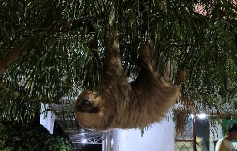 Arara-vermelha e bicho-preguiça são resgatados em áreas de risco de Alta Floresta