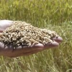 Retorno da exigência de licencialmento vai encarecer custos do arroz, dizem entidades