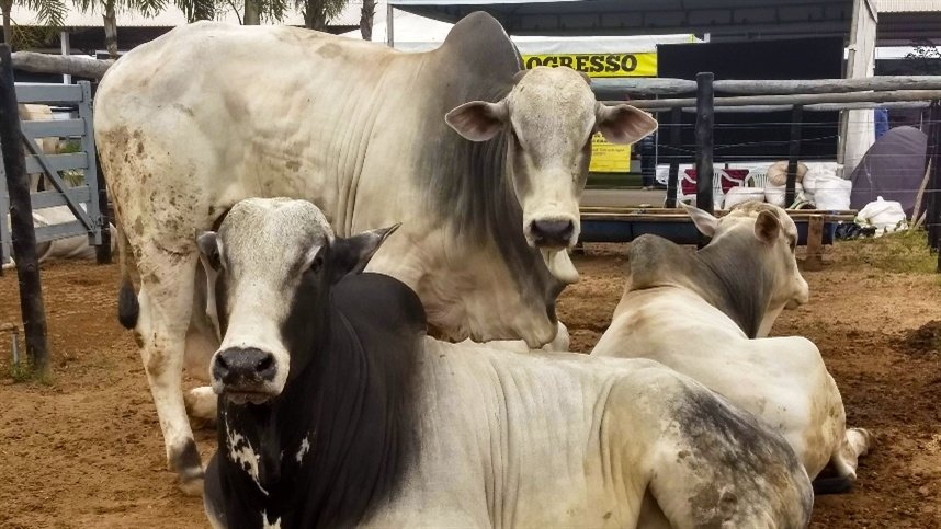 Mercado do boi gordo fica estável em São Paulo