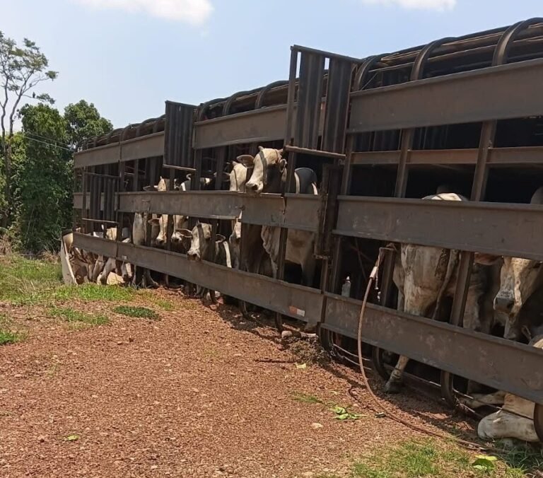 Carreta com bois tomba na MT-325 em Alta Floresta e motorista fica ferido  