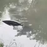 Carro onde estavam duas crianças sai da 163 em Lucas do Rio Verde após colisão com outro e cai em lago