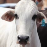 Boi gordo tem mercado lento em São Paulo