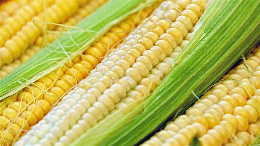 Etanol de milho cresce 23,71% entre julho e setembro no Brasil