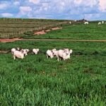 Cotação dos boi gordo em Mato Grosso aumenta 2,6%