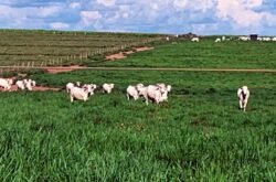 Cotação dos boi gordo em Mato Grosso aumenta 2,6%
