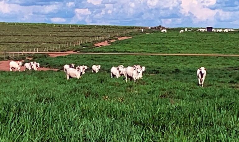 Cotação dos boi gordo em Mato Grosso aumenta 2,6%