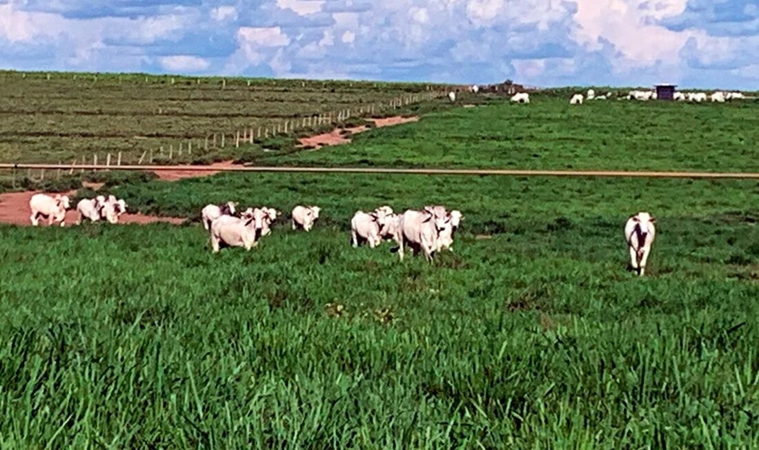 Cotação dos boi gordo em Mato Grosso aumenta 2,6%