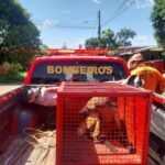 Bombeiros resgatam lobo-guará em residência no Vale do Araguaia