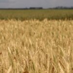 Brasil pode importar 10 milhões de toneladas de trigo