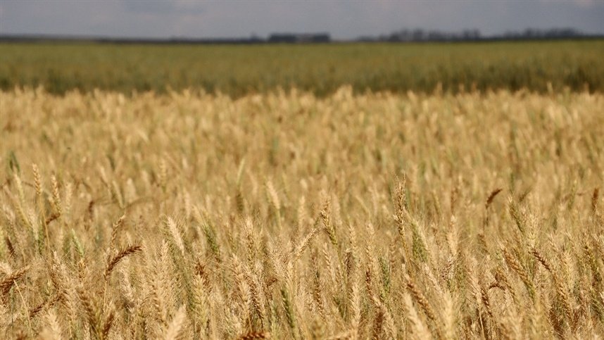 Brasil pode importar 10 milhões de toneladas de trigo