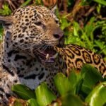 Com voz de Fernanda Torres, filme sobre onças do Pantanal de MT estreia em SP