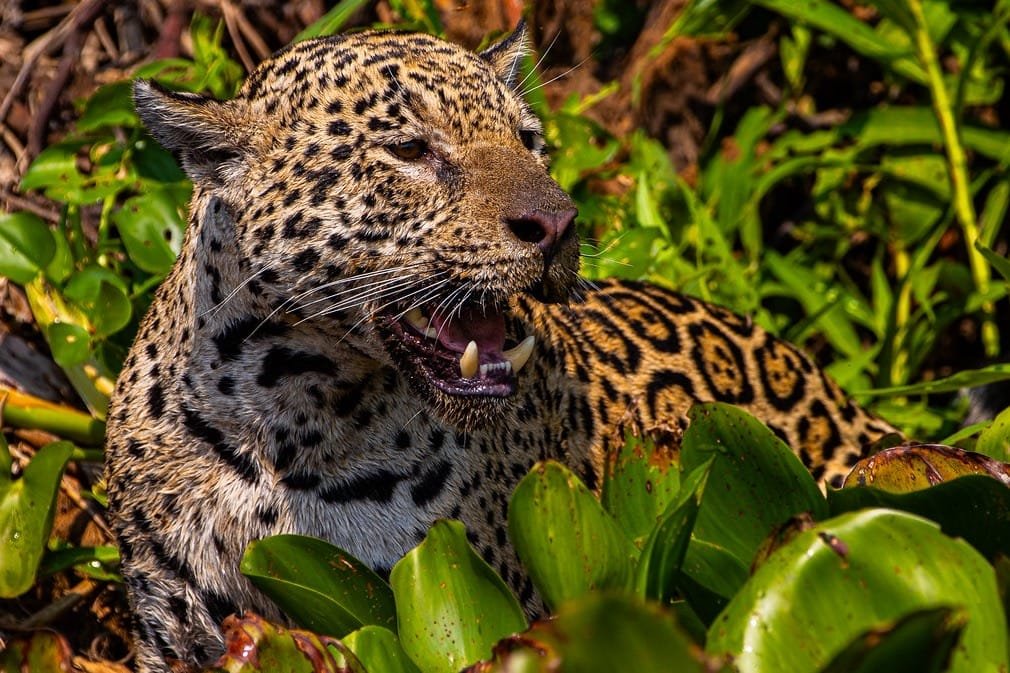 Com voz de Fernanda Torres, filme sobre onças do Pantanal de MT estreia em SP