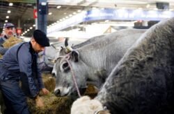 França registra 1º caso humano do vírus Shamonda que afeta animais