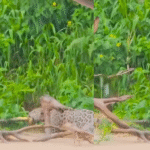 VÍDEO: onças entram em disputa por cobra no Pantanal de MT