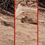 VÍDEO: ariranhas ‘brincam na areia’ no Pantanal de MT; biólogo explica