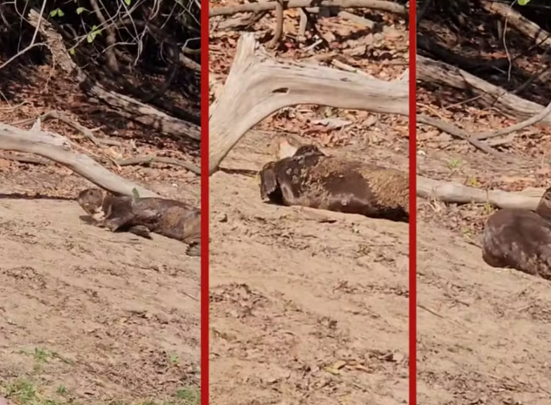 VÍDEO: ariranhas ‘brincam na areia’ no Pantanal de MT; biólogo explica