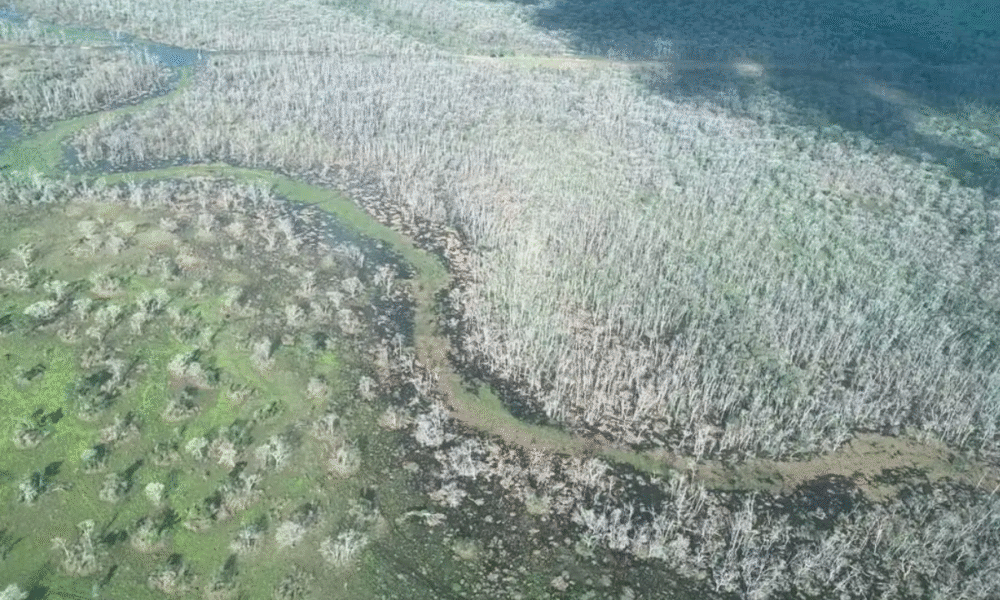 Justiça penhora fazenda de R$ 17,6 mi do “maior desmatador do Pantanal” I MT