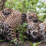 Mãe e filhotes de onça-pintada são flagrados ‘abraçados’ no Pantanal de MT