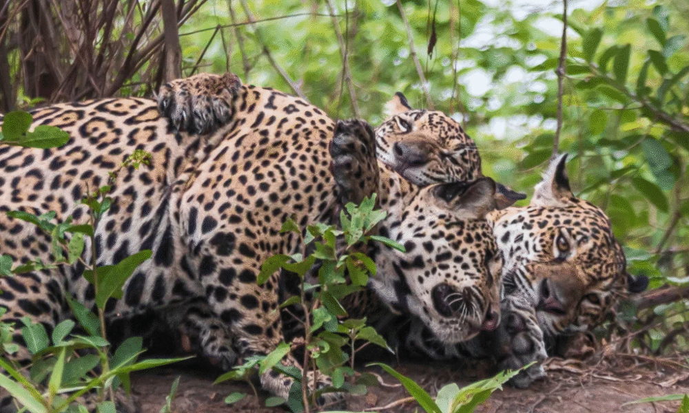 Mãe e filhotes de onça-pintada são flagrados ‘abraçados’ no Pantanal de MT