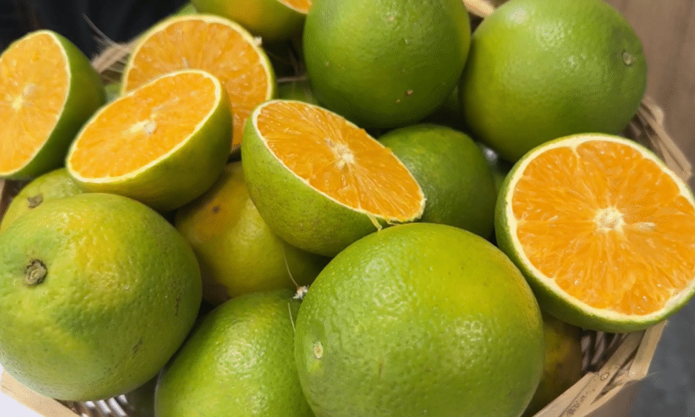 Produção de laranja da Flórida deve cair 23% e EUA aumenta dependência do Brasil