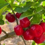Iniciativa voltada à expansão da agricultura familiar em Sinop promoverá entrega de 3 mil mudas