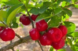 Iniciativa voltada à expansão da agricultura familiar em Sinop promoverá entrega de 3 mil mudas