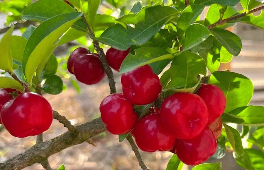 Iniciativa voltada à expansão da agricultura familiar em Sinop promoverá entrega de 3 mil mudas