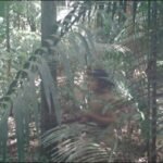 Justiça manda retirar gado e invasores de terra indígena em Mato Grosso onde vive povo isolado