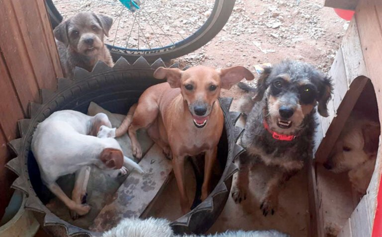 Lucas do Rio Verde cede área por 10 anos para entidade atuar na proteção de animais de rua