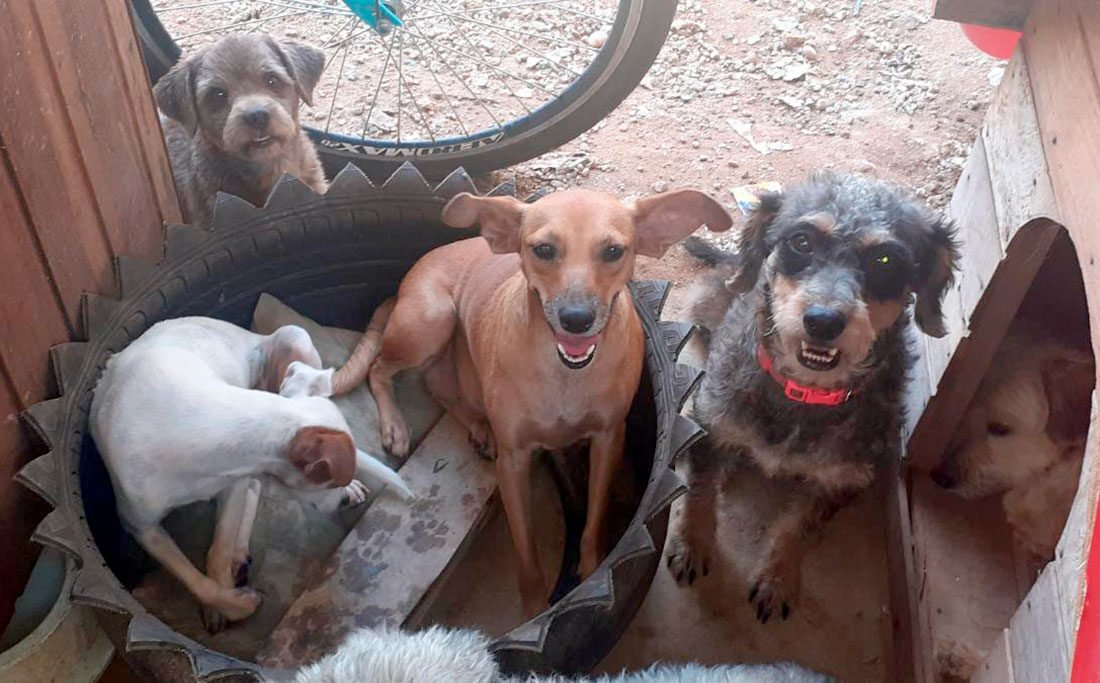Lucas do Rio Verde cede área por 10 anos para entidade atuar na proteção de animais de rua