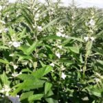 Mato Grosso lidera produção de grãos e responde por 59,7% do gergelim do país