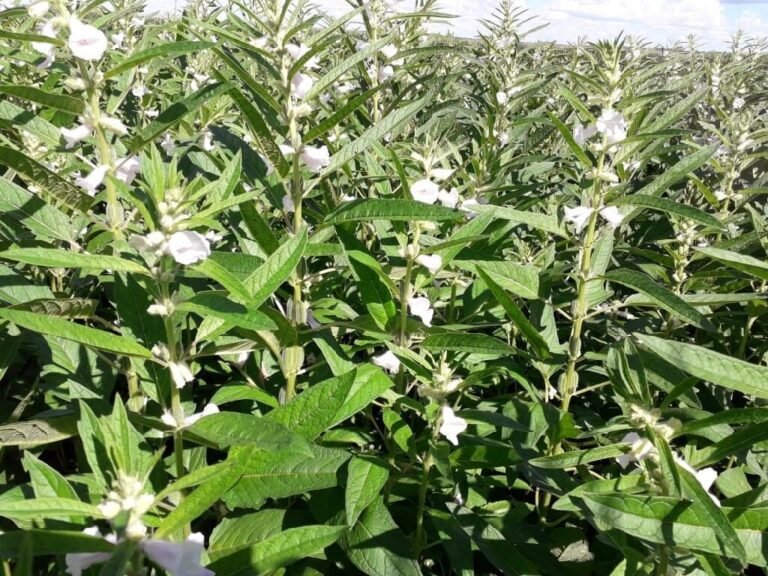 Mato Grosso lidera produção de grãos e responde por 59,7% do gergelim do país